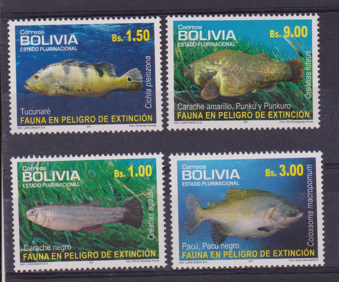 Bolivia pesci 001