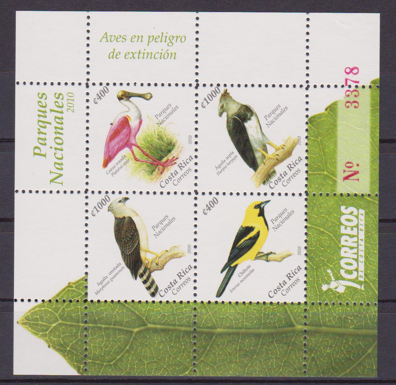Costa Rica uccelli 001