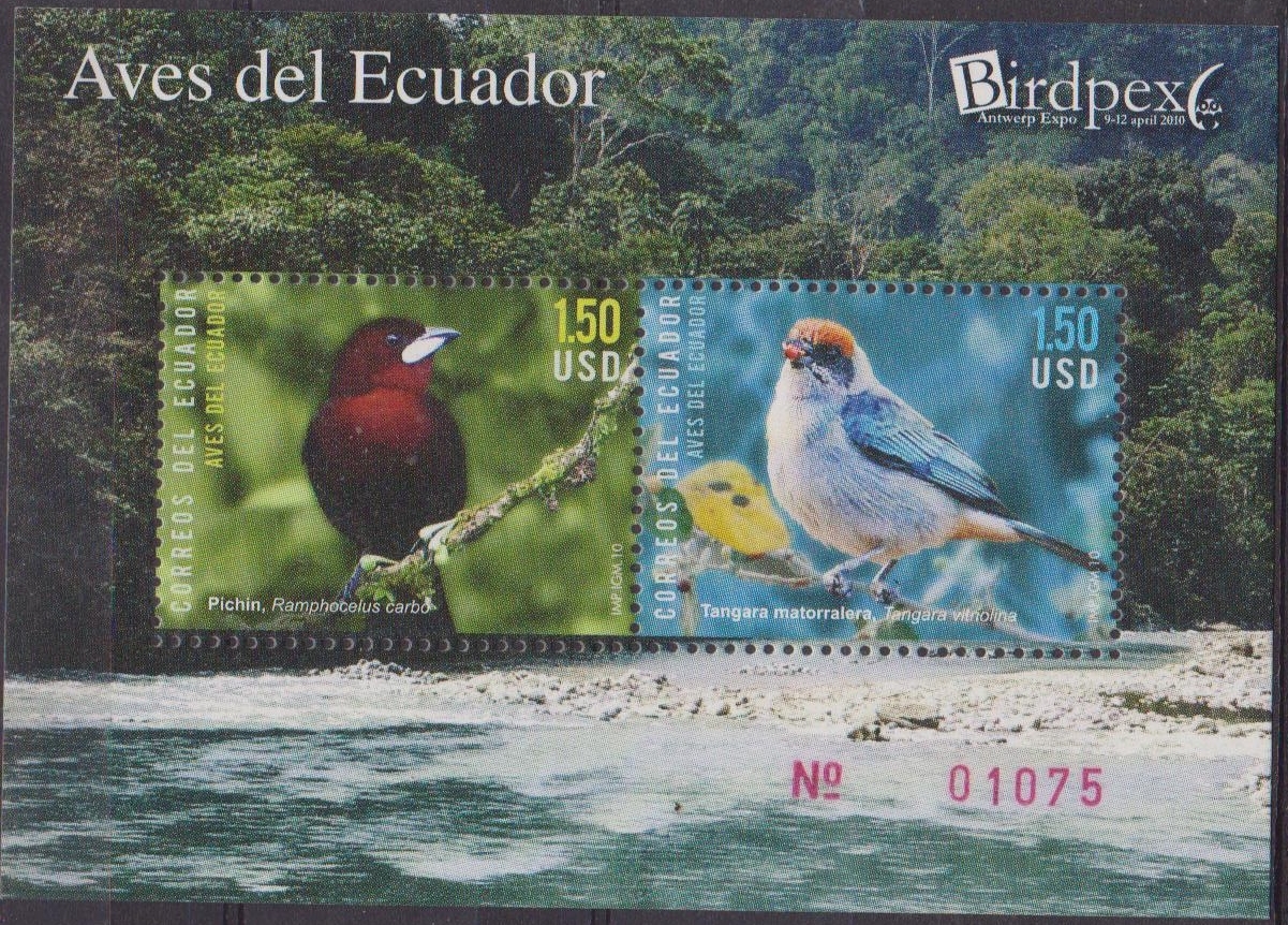 Ecuador uccelli 002